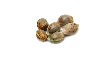 Alaskan Built Seeds