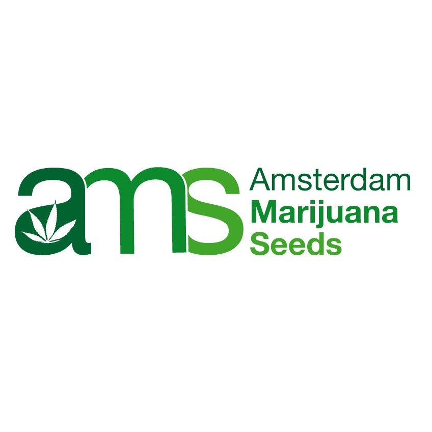 Amsterdam Marijuana Seeds