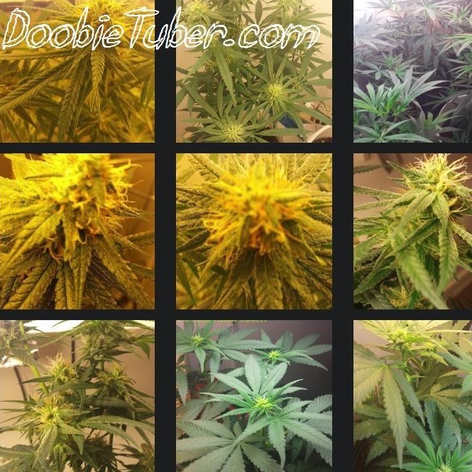 DoobieTuber.com