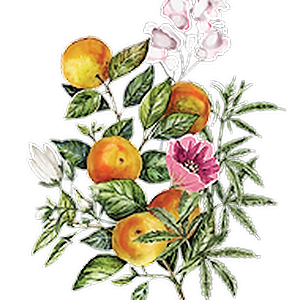 Flora Hemp Spirits