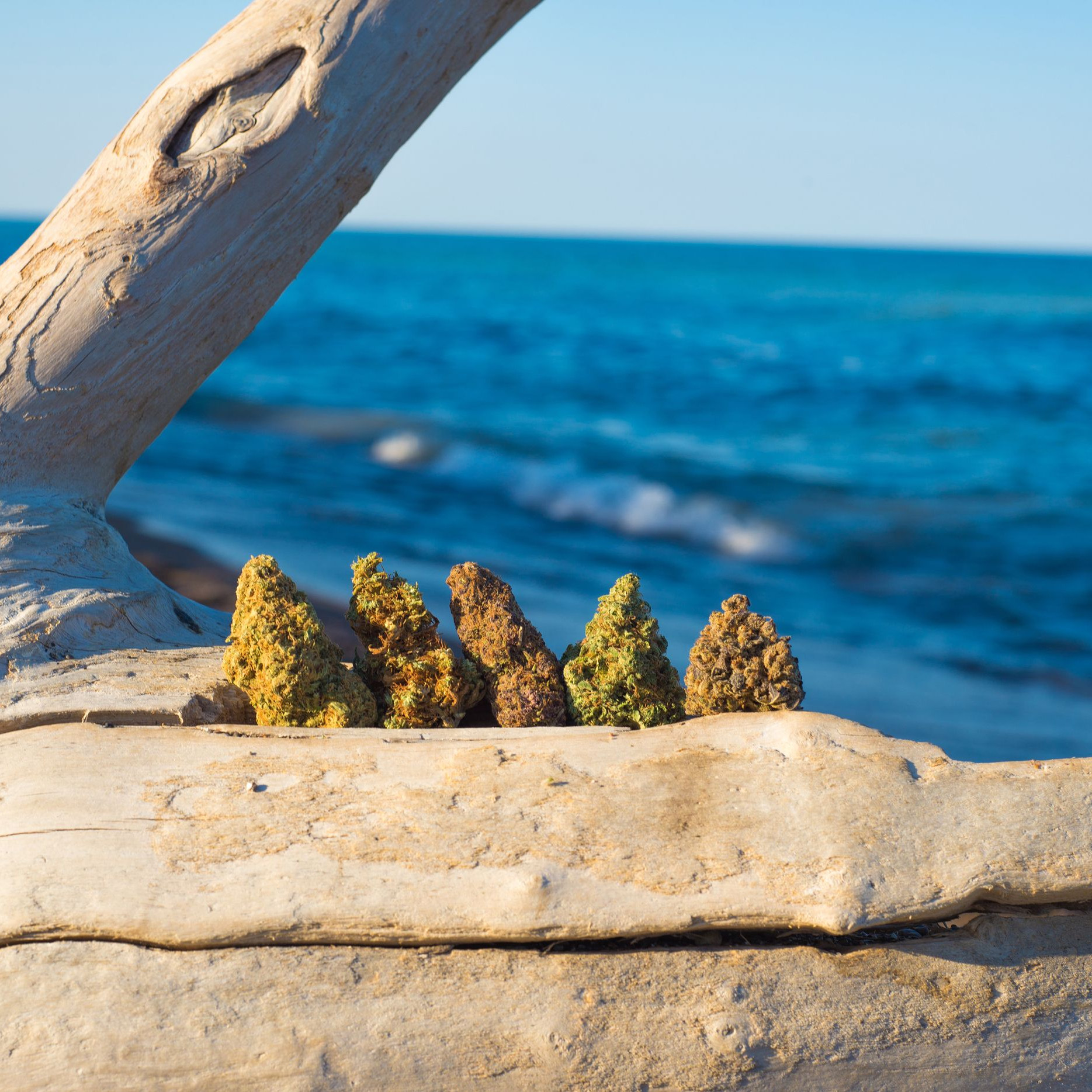 Gold Coast Cannabis Insurance