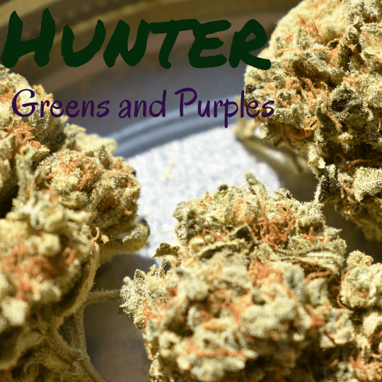 Hunter Greens and Purples