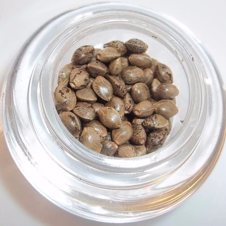 Just Seeds and Stems