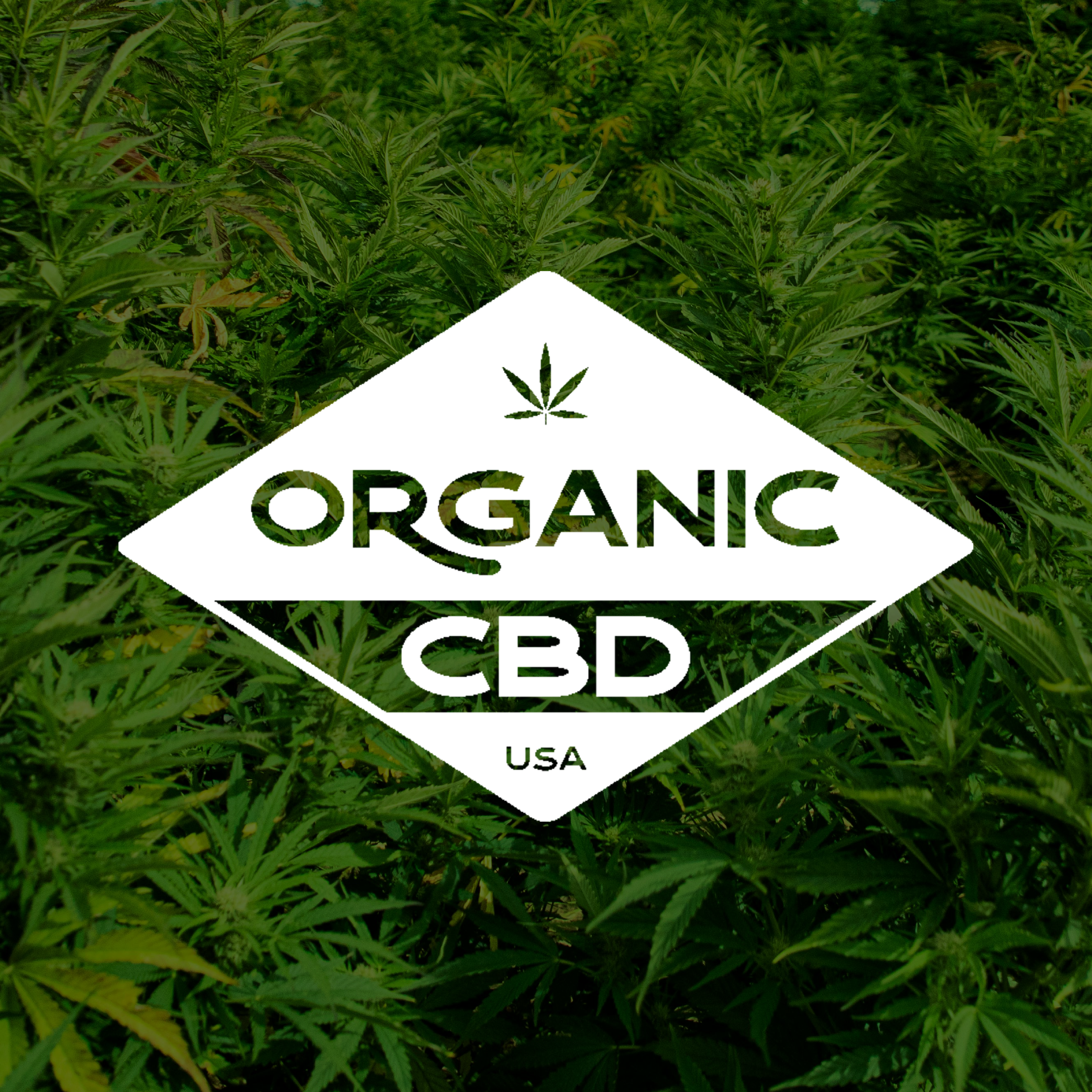 Organic CBD LLC