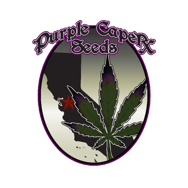 Purple Caper Seeds
