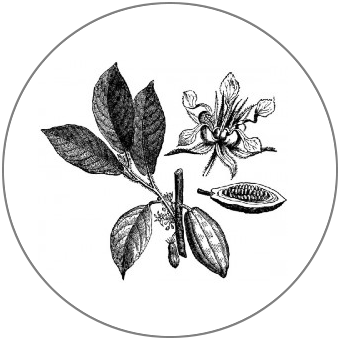 The Green Cacao Company
