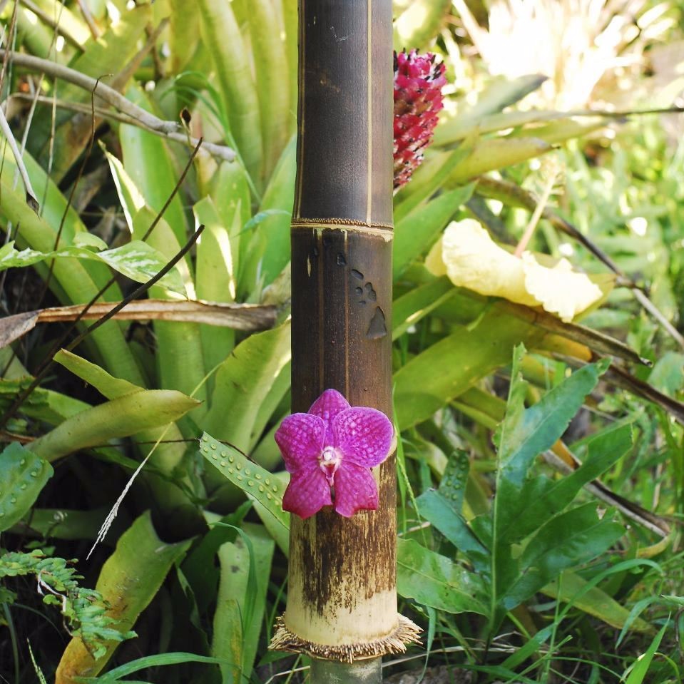 The Maui Wowie