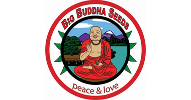 Big Buddha Seeds