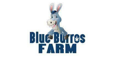 Blue Burros Farm
