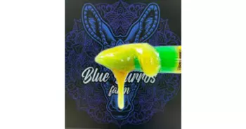 BLUE BURROS FARMS, LLC