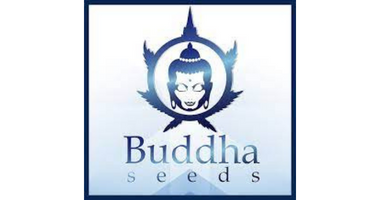 Buddha Seeds