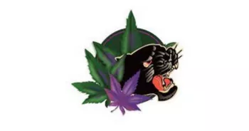 FIGHTING FLOWER - TULSA