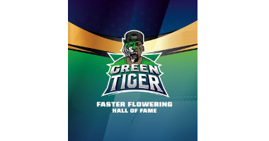 Green Tiger