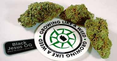 Grows Like Weed