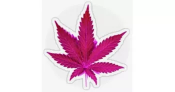 PINK LEAF DISPENSARY LLC - DEL CITY