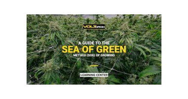 Sea of Green (SOG)