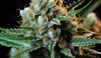 Silverhawks OG