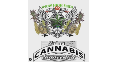 Snow High Seeds