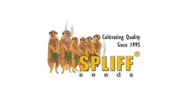 Spliff Seeds
