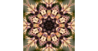 Starseed Organics