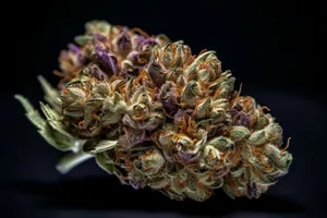 Purple Kush