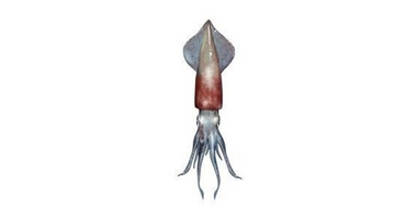 Complete Squid