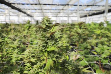 Hardest Cannabis Strains to Grow