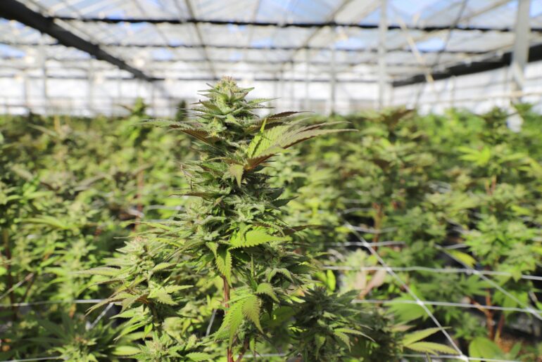 Hardest Cannabis Strains to Grow