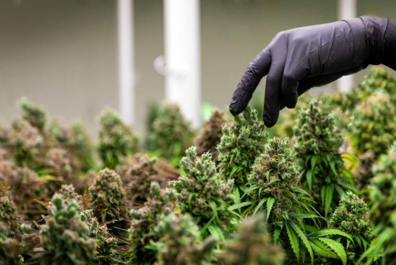 Jobs in Cannabis Industry