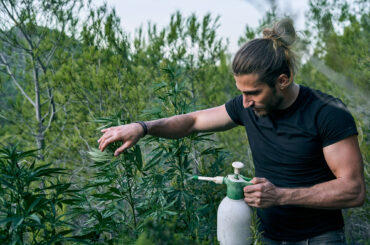 Growing Cannabis Fertilizers