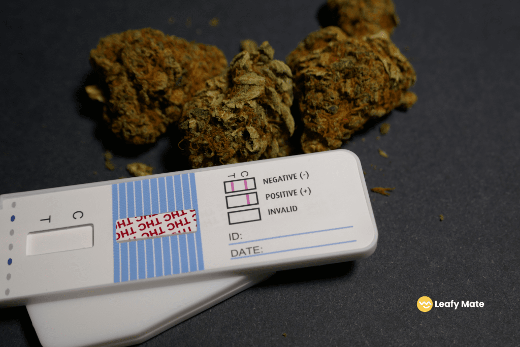 Master the Art of Using an AtHome Drug Test for Weed Leafy Mate