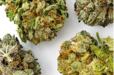 close up on cannabis