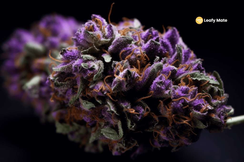 The 5 Best Strains Of Purple Weed Leafy Mate