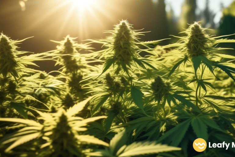 Vibrant outdoor cannabis garden flourishing under warm sunlight, highlighting essential tips for successful cultivation