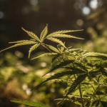 cannabis legalization campaigns