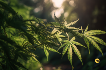 cannabis legalization laws