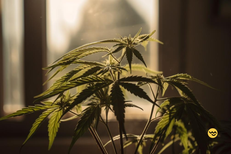 cannabis plant training