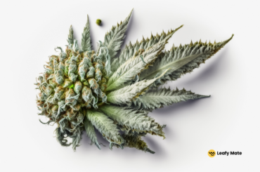Cannabis Strains for Happiness