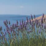 Lavender Aromatherapy - Cannabis Tarpenes - Leafy Mate