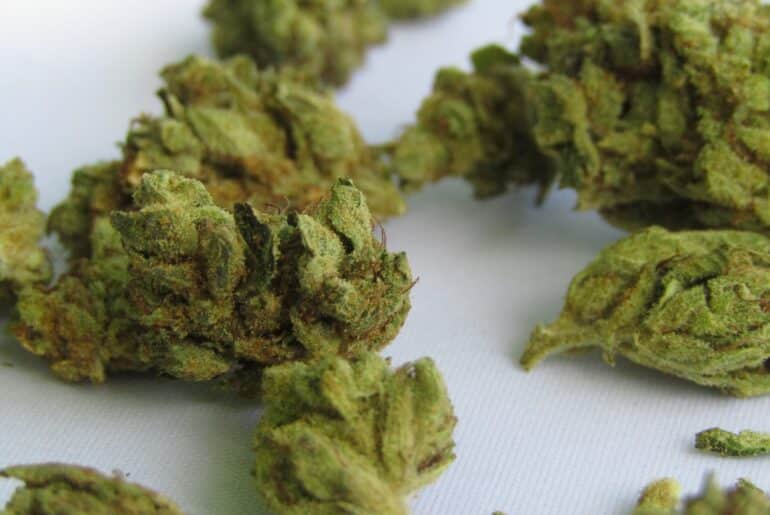 Cannabis Terpenes - Leafy Mate