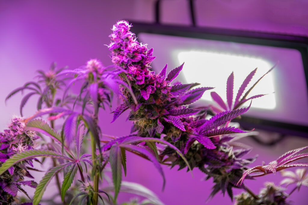 What Is A Grow Room Leafy Mate