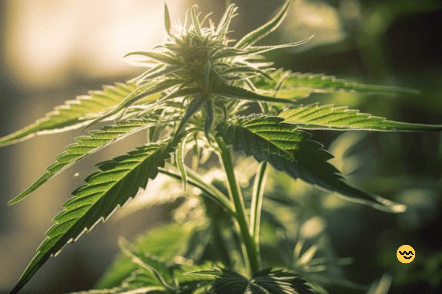 Master the Art of Growing a Quarter Ounce of Cannabis with Pro Tips