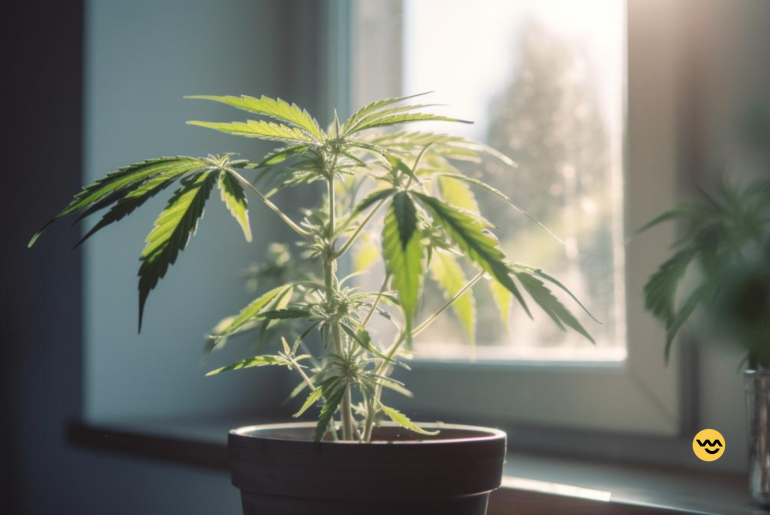 growing marijuana at home