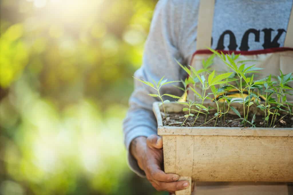 growing cannabis - marijuana trees in pots