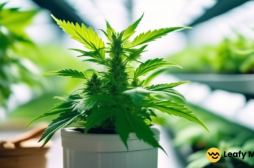 Close-up photo of a vibrant hydroponic cannabis plant illuminated by bright natural light, surrounded by lush green leaves. A pH testing kit is placed nearby for context.