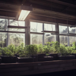 hydroponic cannabis setup