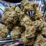 What is Kush Cannabis Strain - Leafy Mate