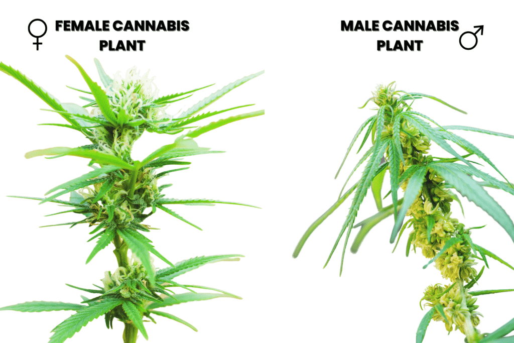 Male vs Female Cannabis