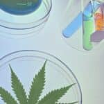 medical marijuana testing