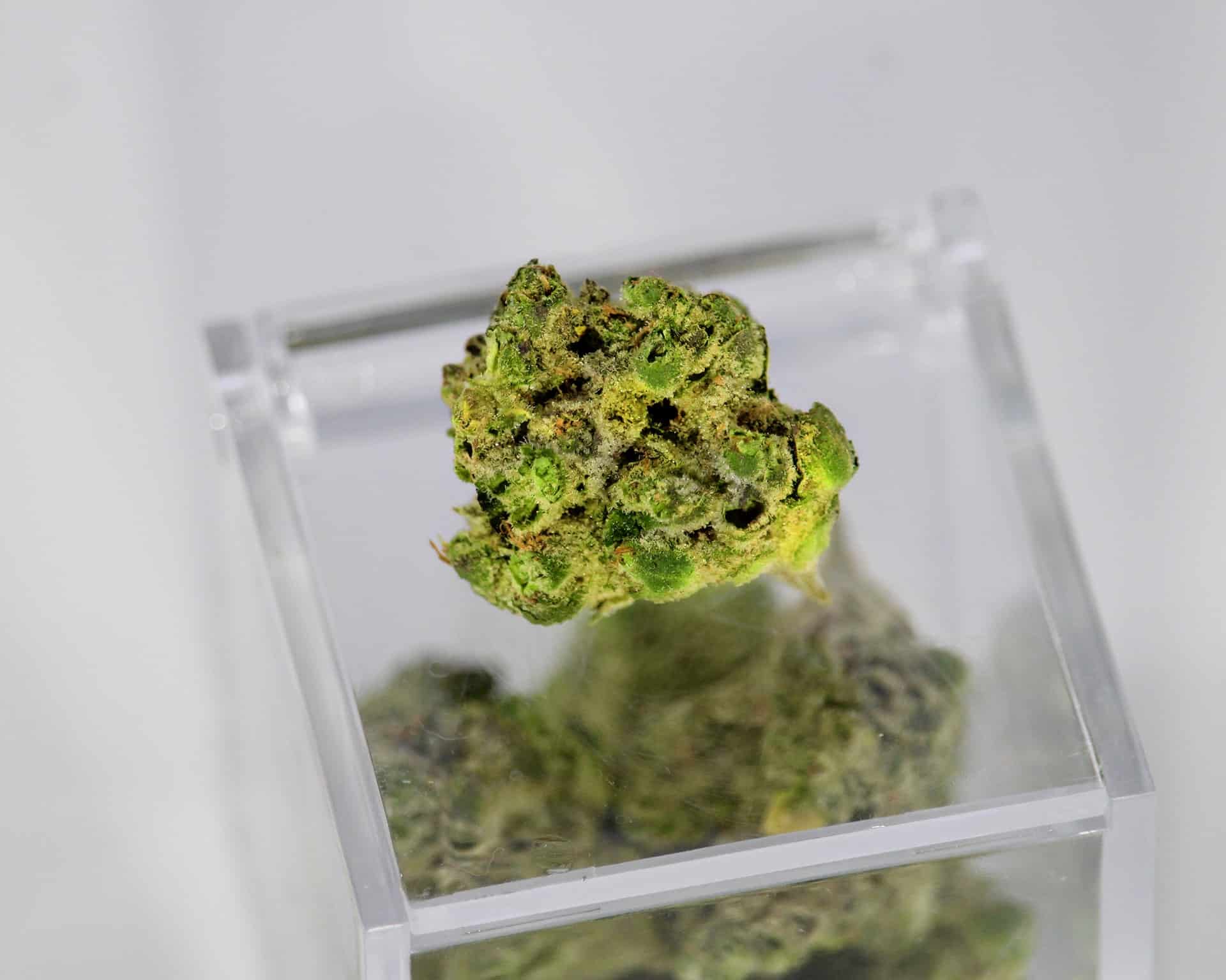 Microdosing Cannabis - Leafy Mate